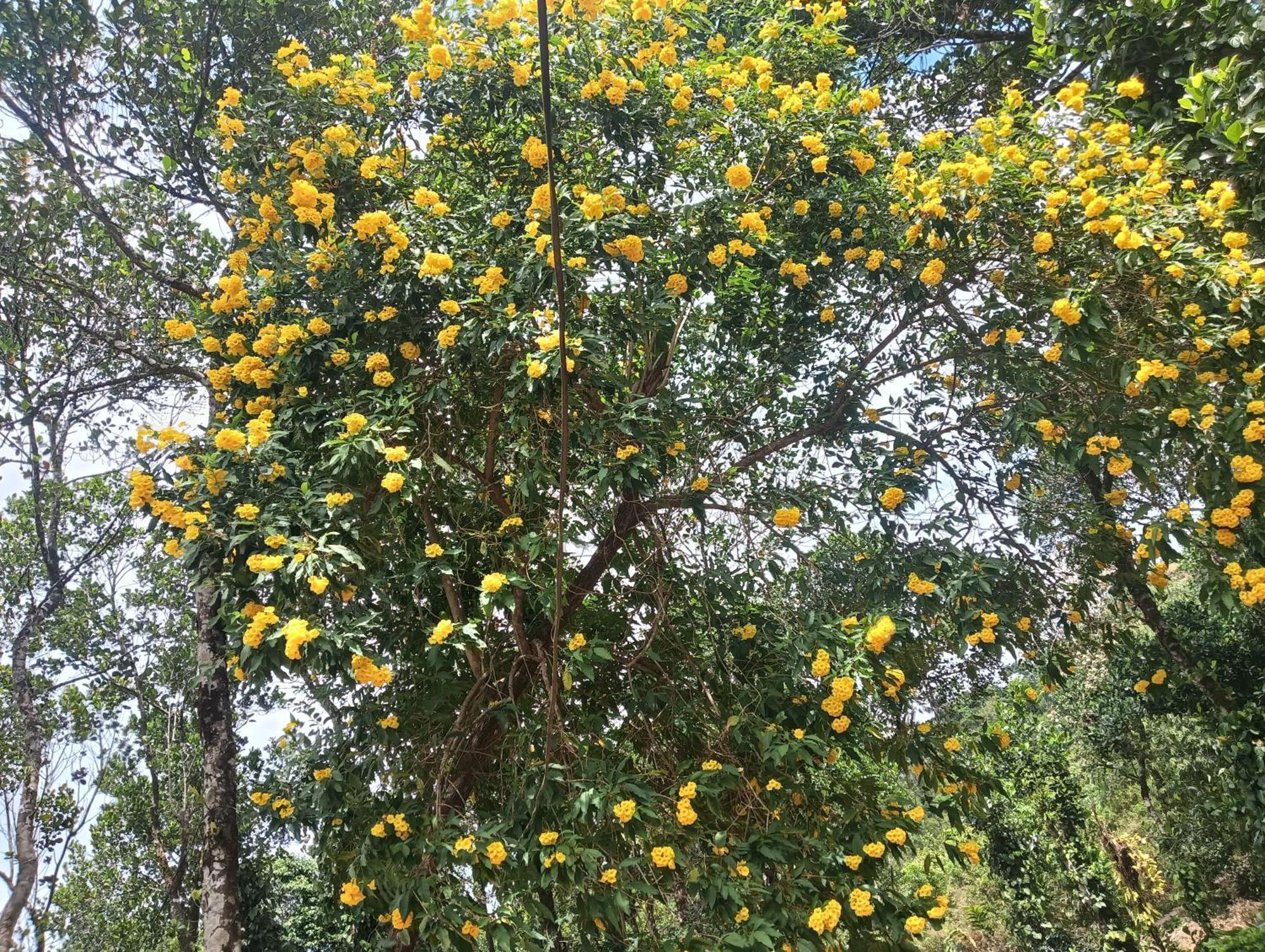 Tharayil Farm Stay Vagamon Pokój zdjęcie